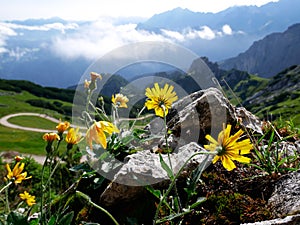 On top of Alpspitze in bavarian Alps - classic picture of mountains flower, rocks and astonished landscape background photo