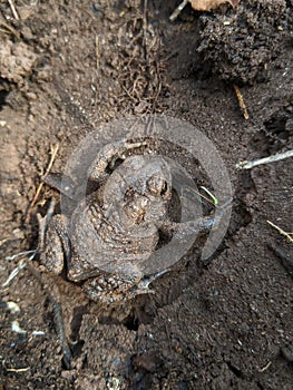 An American Toad