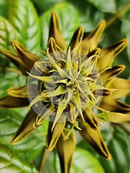 Top angle shot of blooming flower