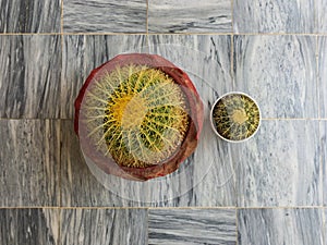 Top angle view of a Small and big Echinocactus grusonii golden barrel cactus from above