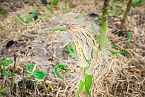 The top of the asparagus is preparing for flowering, close-up