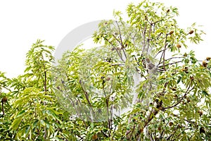 Top of baobab tree with lush green leaves, load of fruits hanging on branch isolated on white background sky, upside down tree