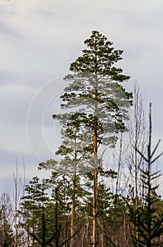 Top of beautiful tall pine tree