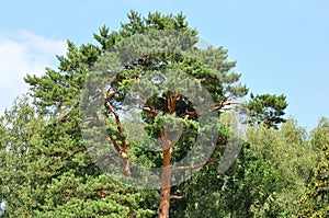 The top of a big old pine tree in the forest