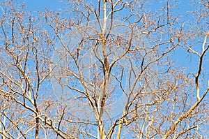 Top Big Trees Branches and Blue Sky