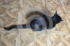 Top black cat - gato negro desde arriba