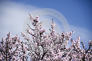 top of blooming almond tree