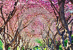 Top of blooming cherry trees in spring