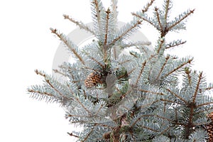 Top of a blue spruce with cones on a white background /