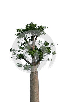 Top of Boabab tree isolated on white background