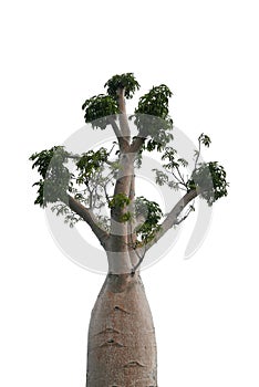 Top of Boabab tree isolated on white background