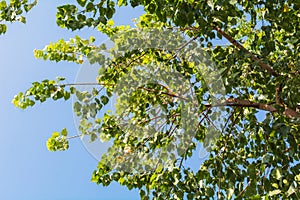 Top of Bodhi Tree.