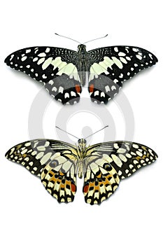 Top and bottom view of lime butterfly, Papilio demoleus