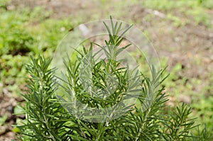 Top Branches of Rosemary Tree