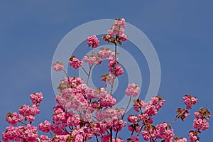 Top of a flowering Japanese cherry tree against a clear blue sky - Prunus serrulata photo