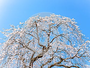 Top branches of a Japanese weeping cherry tree blossoming against a sunny blue sky.