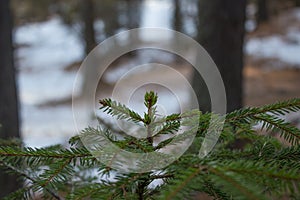 Top branches of a small spruce in winter photo