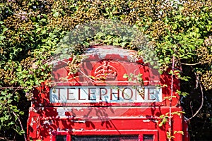 Top of British telephone booth with blackberries growing on it