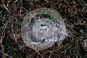 The top of the bush with green leaves is wrapped in a cobweb with dew drops.