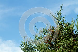 The top of a caven tree with the sky in the background photo