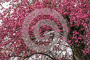 Top of a Cherry Blossom tree with it`s full spring bloom of pink flowers.