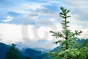 The top of the Christmas tree on the background of mountains in the fog