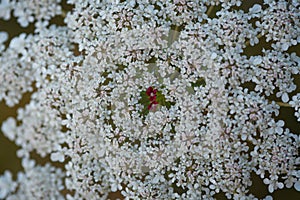 Top close-up detailed view of Queen Anne`s Lace or wild carrot or bird`s nest wildflower bloom Daucus carota in summer meadow