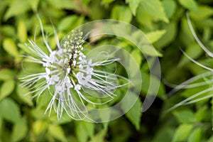 Top close-up view of Misai Kuching or Cat Whiskers, a flowering herbal plant used in traditional medicine with diuretic