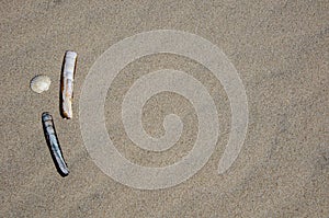 Razor Shell and Cockle on sandy beach