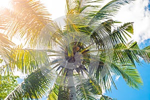The top of the coconut palm against the background of the sky with clouds and the sun. Tropical background