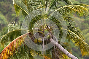 The top of a coconut palm tree