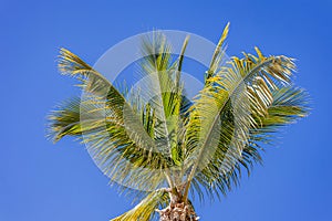 Top of a coconut palm tree against clear blue cloudless sky in background