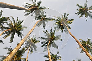 Top of coconut palm tree on blue sky