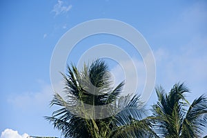 top of coconut palm tree