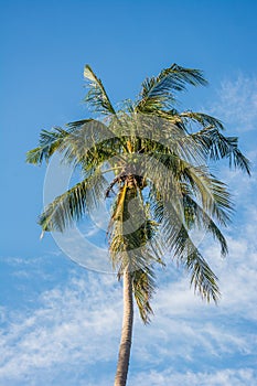 Top of coconut palm tree