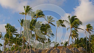 Top of coconut palm trees and thatched roof