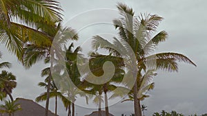 Top of coconut palm trees and thatched roof