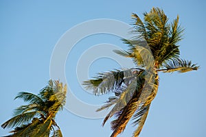 Top of the coconut tree, blue background