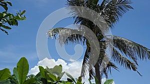 Top of coconut tree on sky background