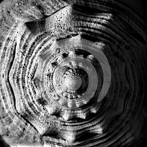 Top of conch sea shell - macro close up of swirl - textures