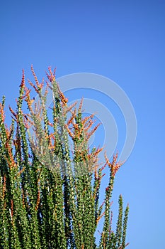 Top Crown of Blooming Ocotillo (Fouquieria splendens