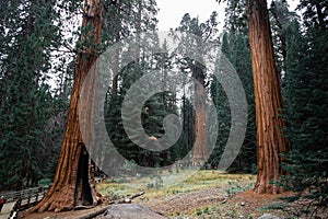 Top crowns of giant Sequoia trees taken from below in Sequoia National Park, California