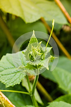 Top cucumber sprout with young leaves and antennae