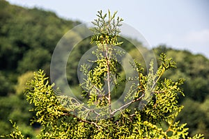 Top of a cypress against a forested mountainous