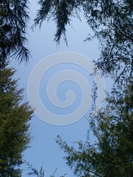 the top of the cypress tree and the blue sky