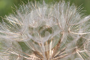 Top of a dandelion gone to seed