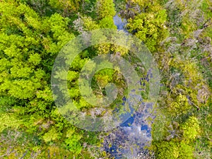 Top-down aerial drone view of green forest, river and swamp with blue sky and clouds reflection. Wild nature background