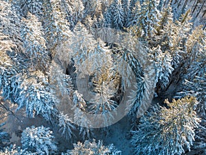 Top down aerial drone view of the snow covered wood after a snowfall. Drone view of the forest in winter.