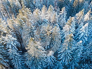 Top down aerial drone view of the snow covered wood after a snowfall. Drone view of the forest in winter.