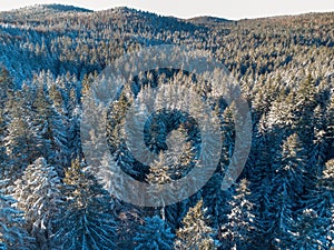 Top down aerial drone view of the snow covered wood after a snowfall. Drone view of the forest in winter. Trees in the snow.